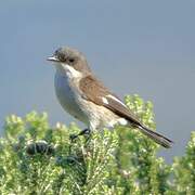 Fiscal Flycatcher