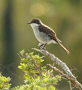 Fiscal Flycatcher