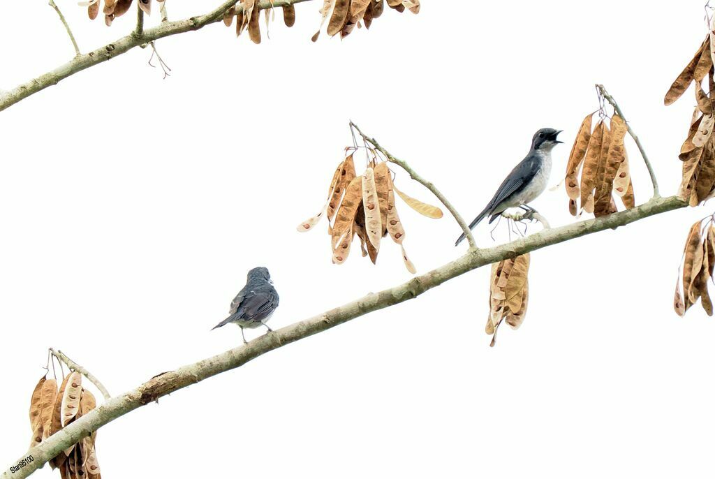 Fraser's Forest Flycatcher male adult breeding