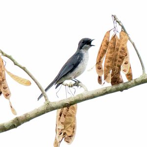 Gobemouche forestier