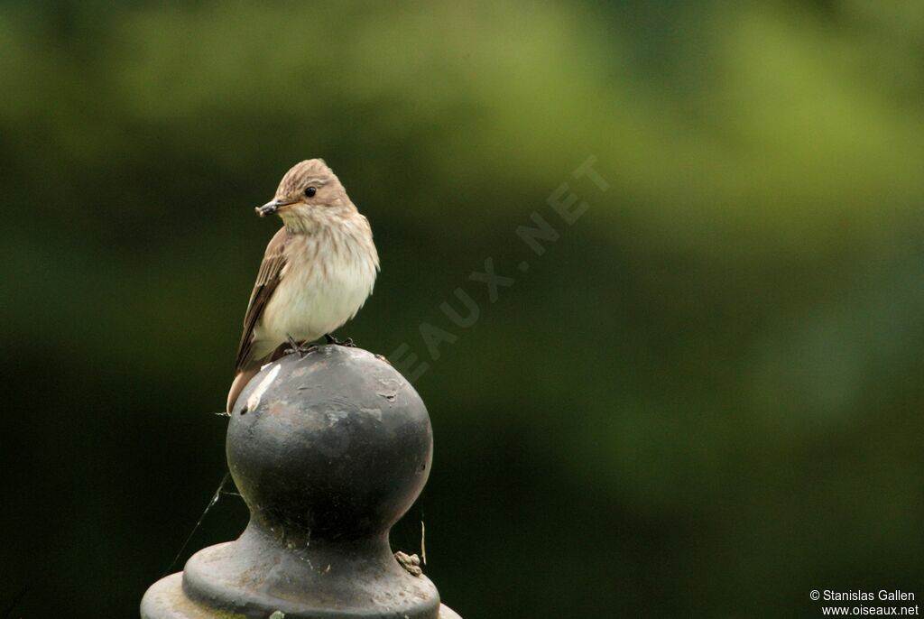 Spotted Flycatcheradult, Reproduction-nesting