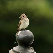 Spotted Flycatcher