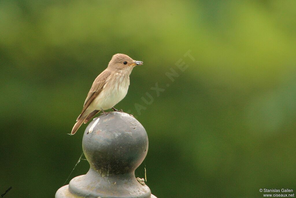 Spotted Flycatcheradult, Reproduction-nesting