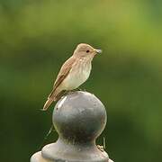 Spotted Flycatcher