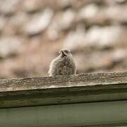 Spotted Flycatcher