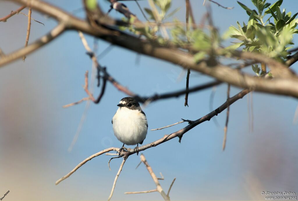 European Pied Flycatcher male adult breeding