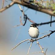 European Pied Flycatcher