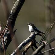 European Pied Flycatcher