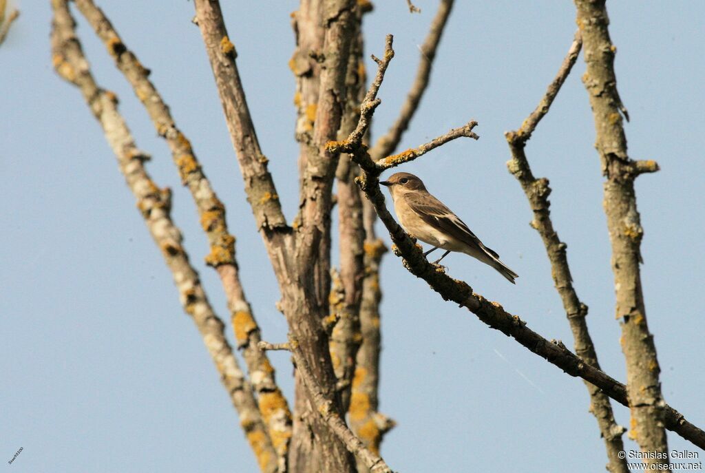 European Pied Flycatcher female adult post breeding