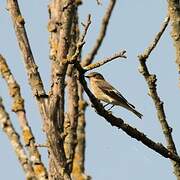 European Pied Flycatcher