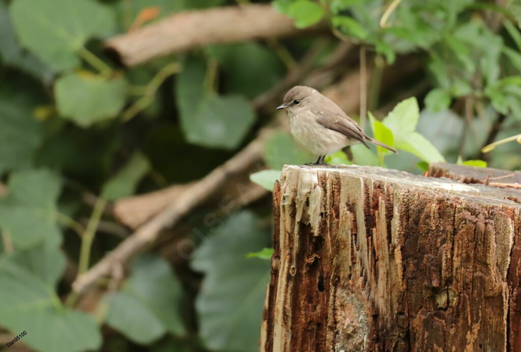 African Dusky Flycatcher male adult