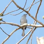 Gobemoucheron gris-bleu