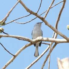 Gobemoucheron gris-bleu