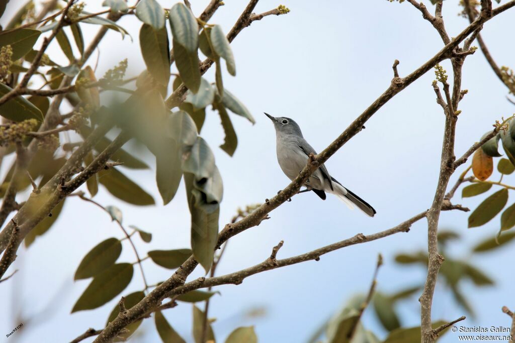 Blue-grey Gnatcatcher male adult breeding