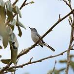 Gobemoucheron gris-bleu