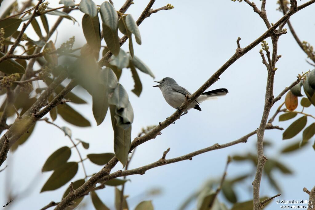 Blue-grey Gnatcatcheradult breeding, song