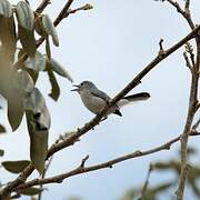 Gobemoucheron gris-bleu