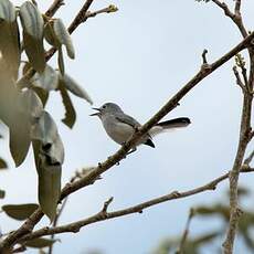 Gobemoucheron gris-bleu