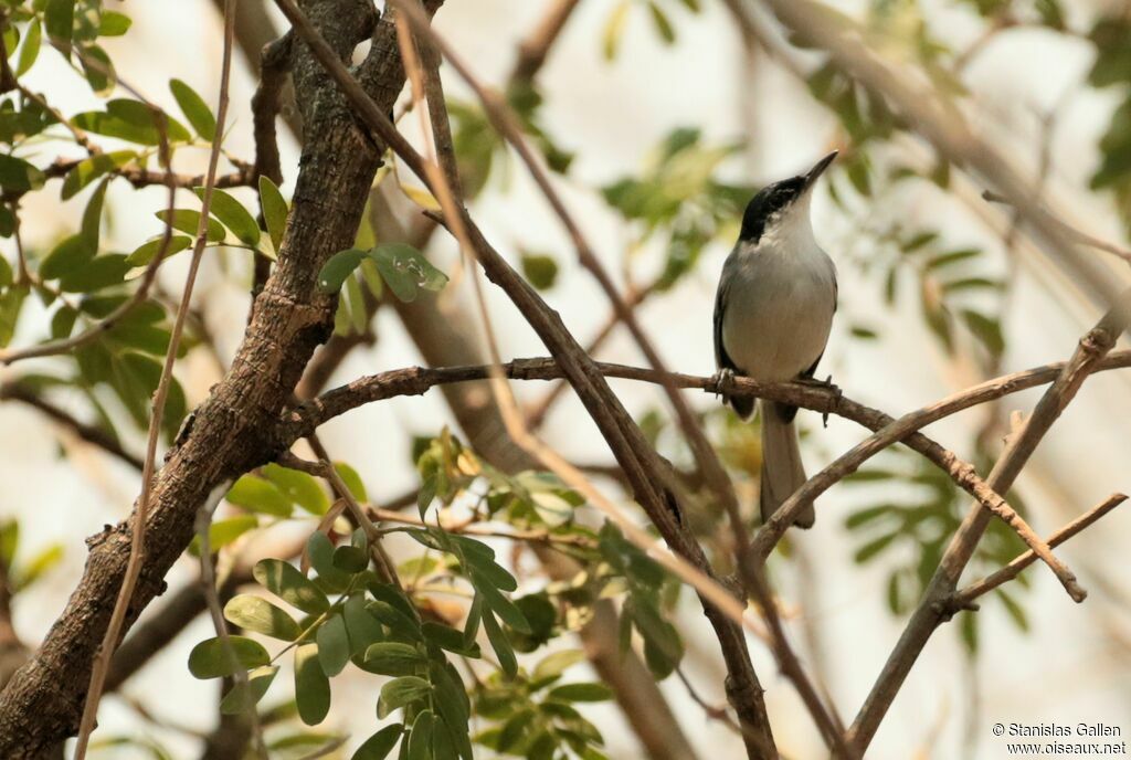 Tropical Gnatcatcher male adult breeding