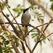 Tropical Gnatcatcher