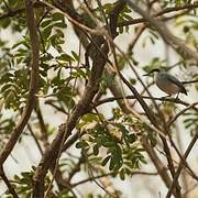 Tropical Gnatcatcher