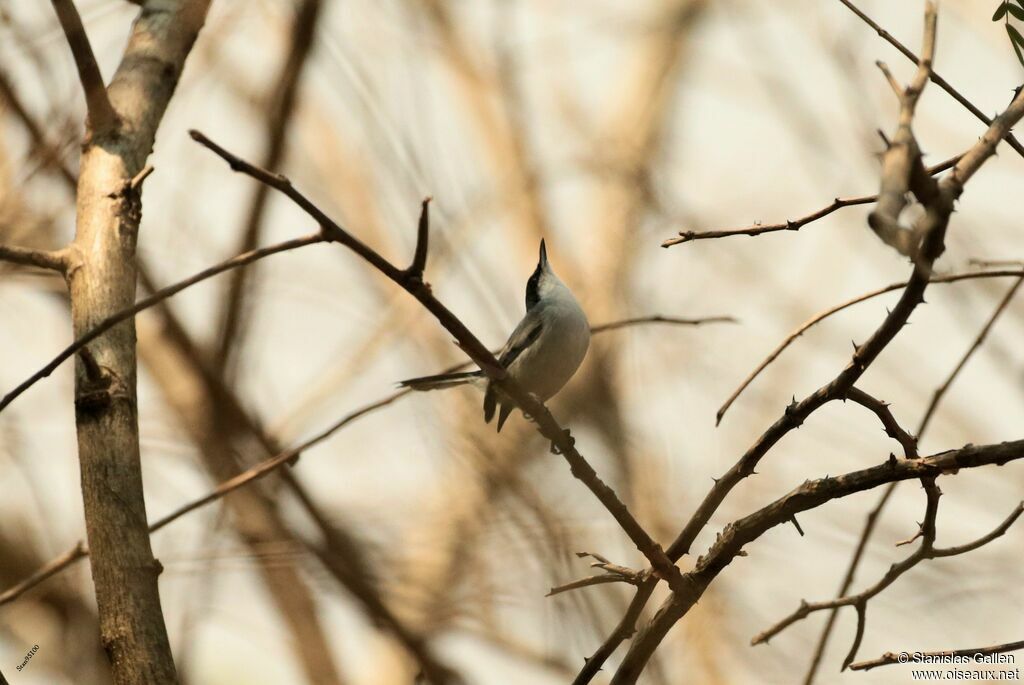 Tropical Gnatcatcher male adult, courting display, song