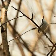 Tropical Gnatcatcher