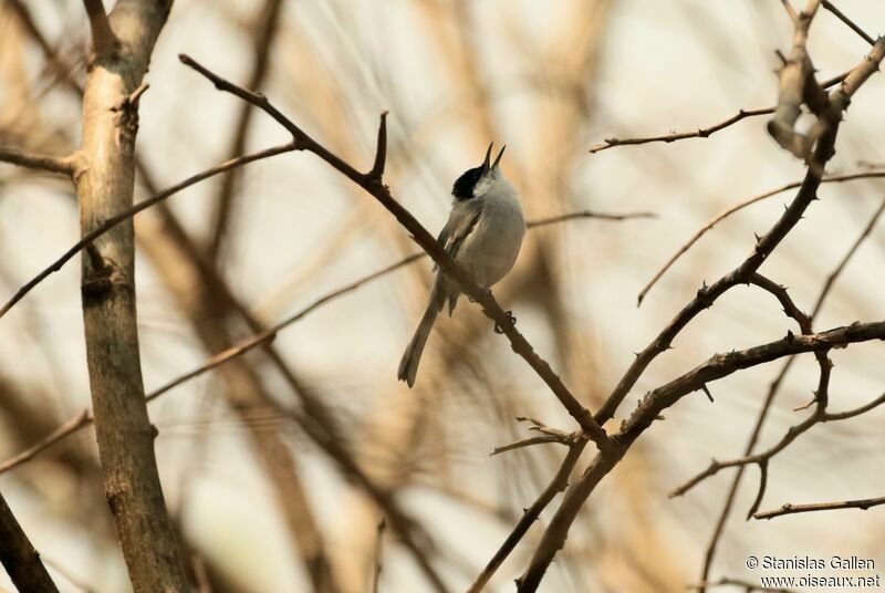 Tropical Gnatcatcher male adult, courting display, song