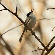 Tropical Gnatcatcher