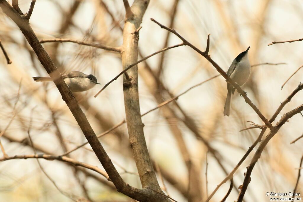 Tropical Gnatcatcheradult breeding, courting display