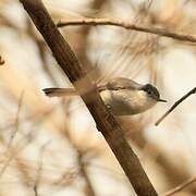 Tropical Gnatcatcher