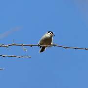 Tropical Gnatcatcher