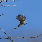 Tropical Gnatcatcher