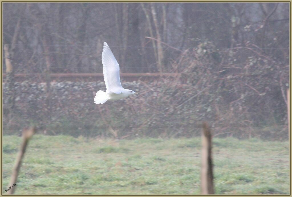 Iceland Gull