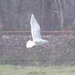 Goéland à ailes blanches