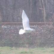 Iceland Gull