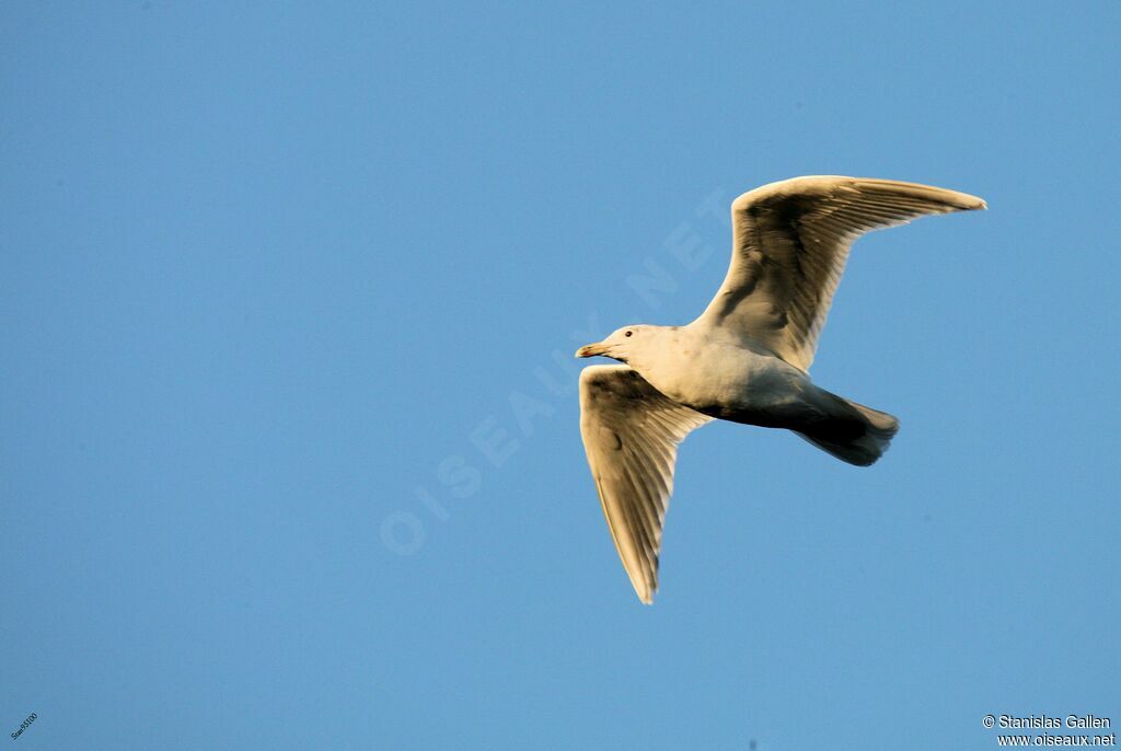 Glaucous-winged Gulladult transition, Flight