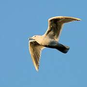 Glaucous-winged Gull