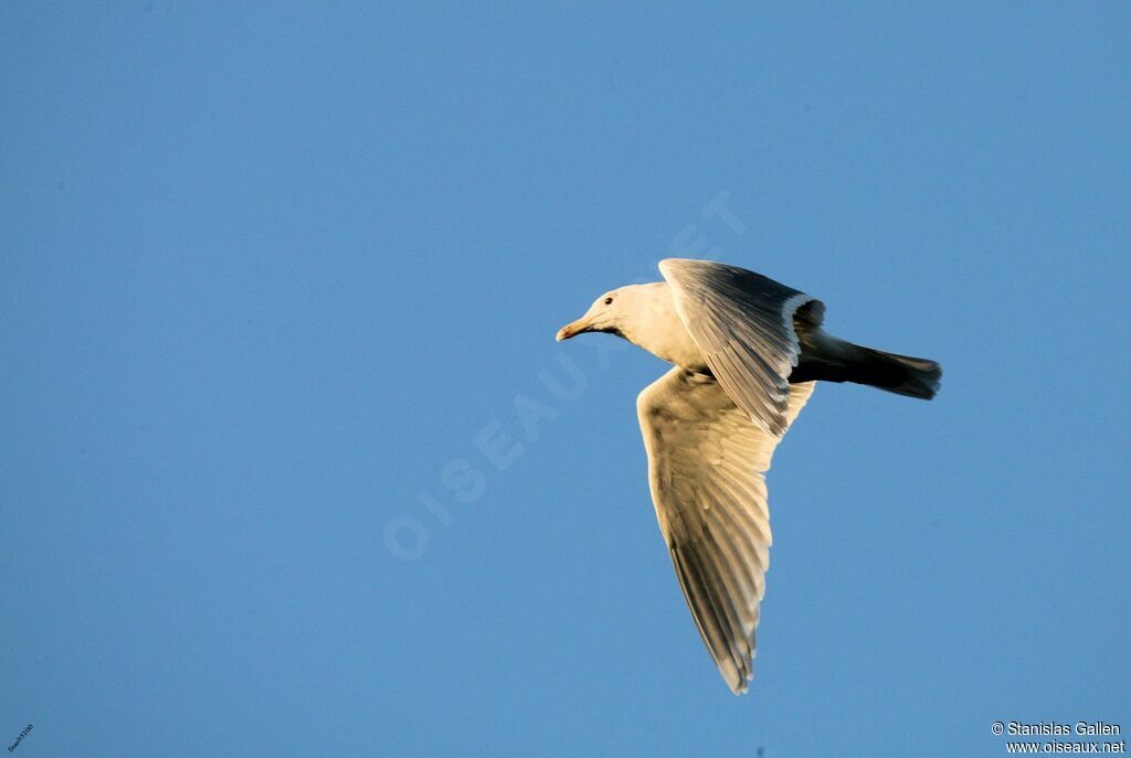 Glaucous-winged Gulladult transition, Flight