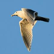 Glaucous-winged Gull