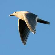 Glaucous-winged Gull