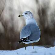 Ring-billed Gull