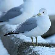 Ring-billed Gull