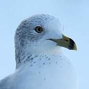 Ring-billed Gull