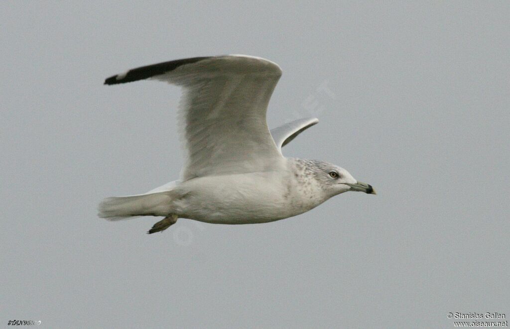 Ring-billed Gulladult transition, Flight