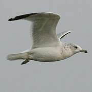 Ring-billed Gull