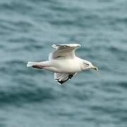 European Herring Gull