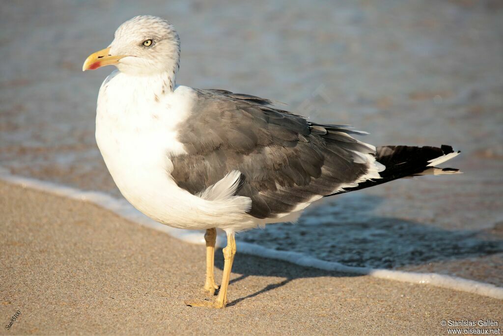 Lesser Black-backed Gulladult transition, walking