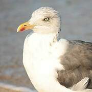 Lesser Black-backed Gull