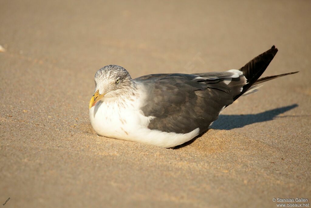 Lesser Black-backed Gulladult transition, close-up portrait